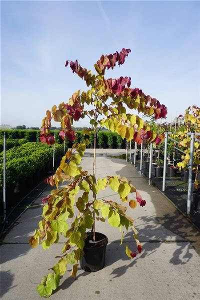 Cercis Canadensis Eternal Flame P Holland Outdoor Plants