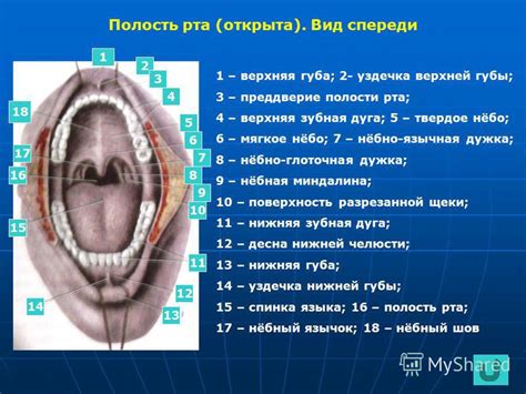 Где Находится Уздечка Фото – Telegraph