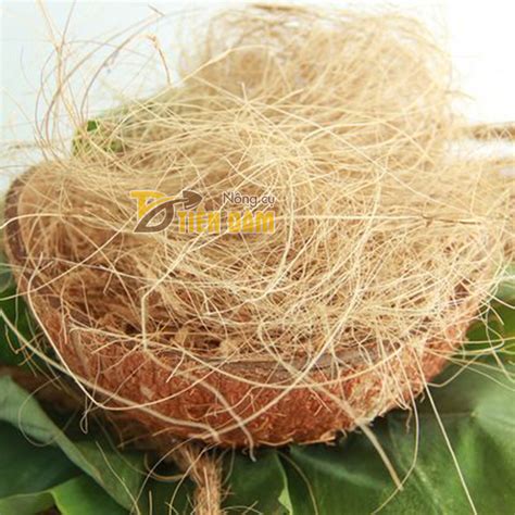 Bán Vỏ Thông Nhập Khẩu 1x2cm Gói 1kg