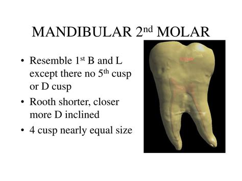 Ppt Permanent Mandibular Molars Powerpoint Presentation Free Download Id 1459914