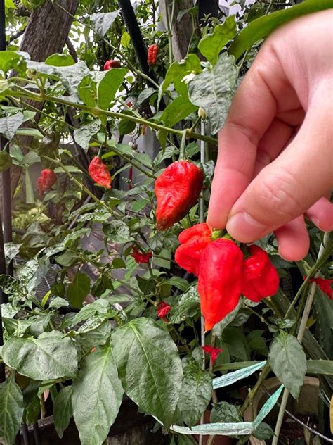 Carolina Reaper Plant Chili Spice Furniture Home Living