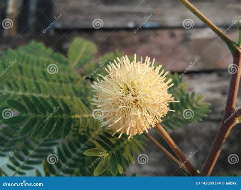 Flor Del Flor Del Popinac Blanco Leucaena árbol De Ventaja Tamarindo Del Caballo Foto De