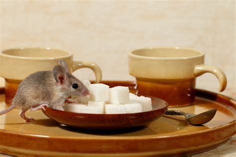 The Dangers of Mice in your House - Pest Control Burlington