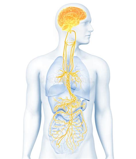 Active Brain And Energetic Vagus Nerve Communication Meditation D