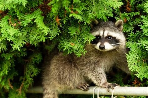 28 Cute Raccoon Pics You Need In Your Life Readers Digest