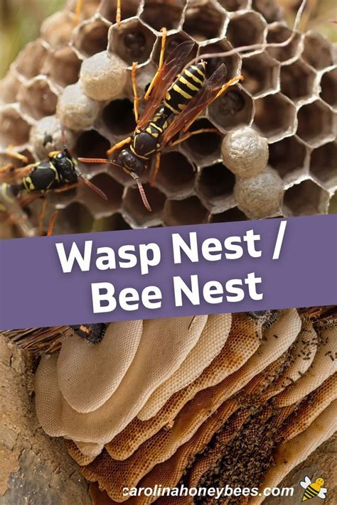 Bee Nest vs Wasp Nest Identification Guide