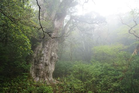 Explore Yakushima (Island) National Park | National Parks of Japan