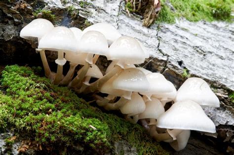 Edible wild mushrooms photos