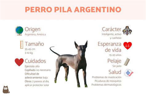 Perro Pila Argentino Origen Caracter Sticas Car Cter Cuidados Y