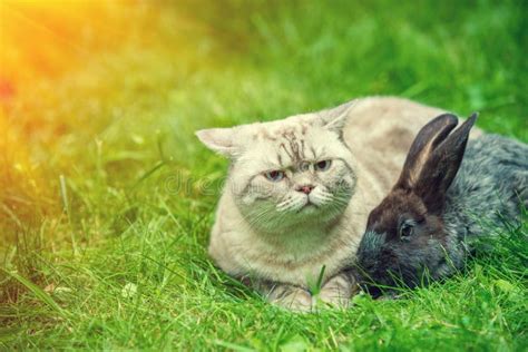 Cat And Rabbit Lying On The Grass Stock Photo Image Of Grey Kitten