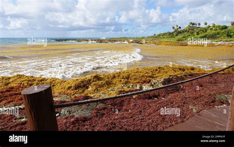 Las algas contaminan en la playa en México Fotografía de stock Alamy