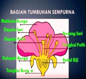 Gambar Perkembangan Hidup Tumbuhan Angiospermae Beserta Keterangannya