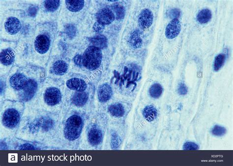 Metaphase Under A Microscope