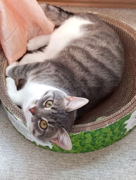 г.Коломна коту около 1г. Потерялся в районе "ТЦ Гелиос" Возле дома ...