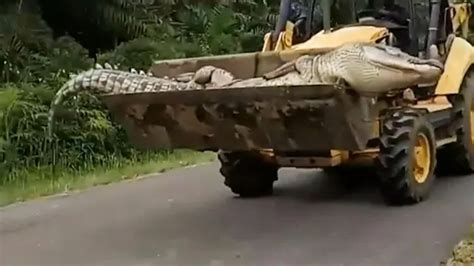 Inside the croc attack capital of the world where dozens are dragged to ...