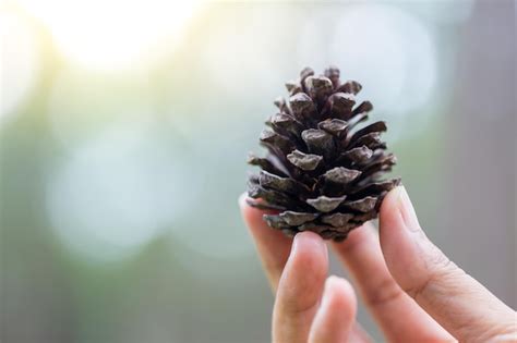 Premium Photo Cropped Hand Holding Pine Cone