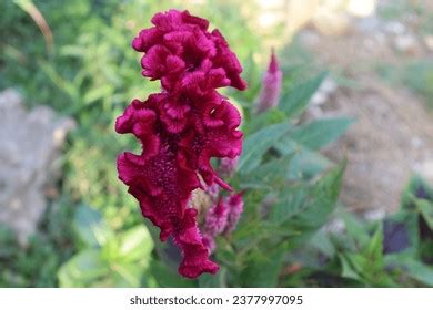 Celosia Argentea Var Cristata Over Royalty Free Licensable Stock