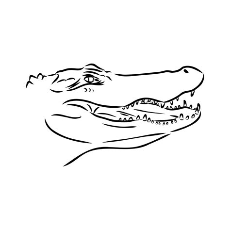 crocodile vector sketch 36439036 Vector Art at Vecteezy