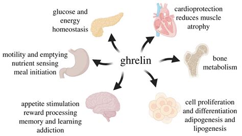 Ghrelin The Hunger Hormone S Role In Cognitive Function Very Big Brain