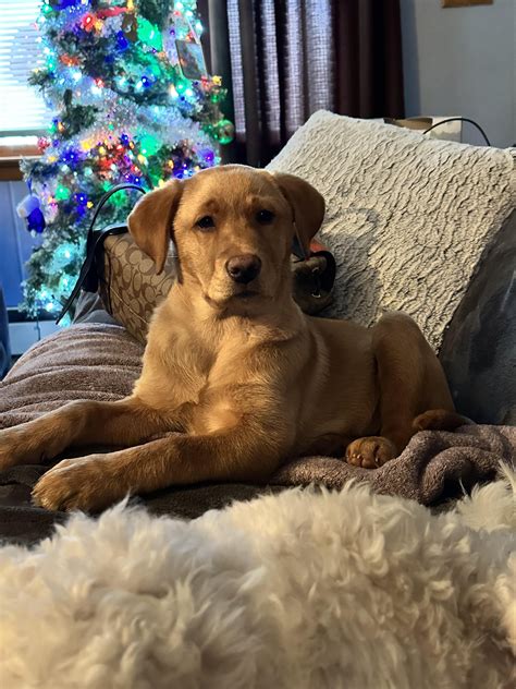 Remys 1st Xmas : r/labrador