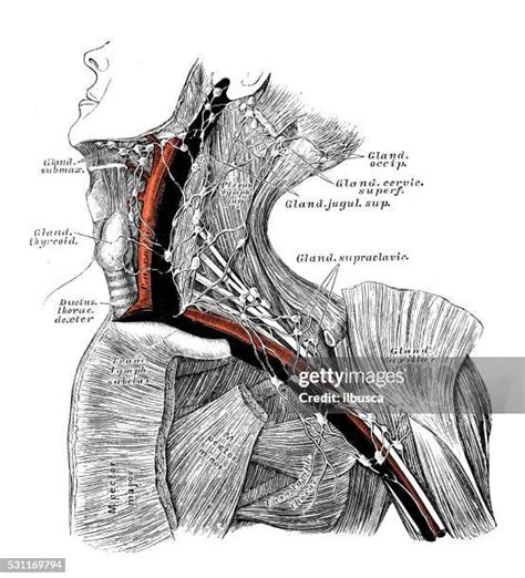 59 Lymph Armpit Stock Photos, High-Res Pictures, and Images - Getty Images