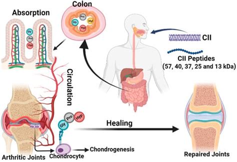 Bioengineering Free Full Text Paradoxical Duel Role Of Collagen In