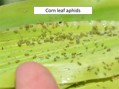 corn leaf aphids | Extension Entomology