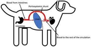 Liver Shunt in Dogs - Inherited Miniature Schnauzer Health Problems | Miniature Schnauzer puppies WA