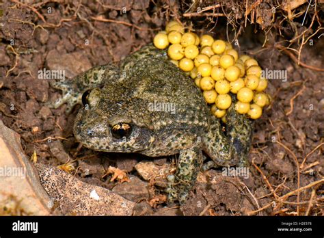 Male common midwife toad carrying eggs hi-res stock photography and ...