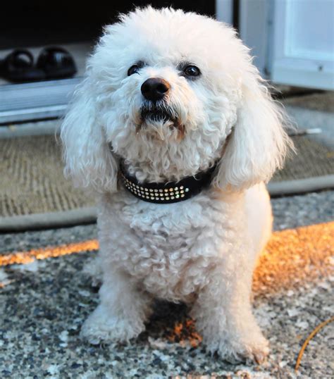 Bichon Frise Stud Dogs | Browse in the UK | Dream Dogs