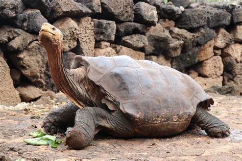 Galapagos Giant Tortoise Has So Much Sex He Retires After Saving His