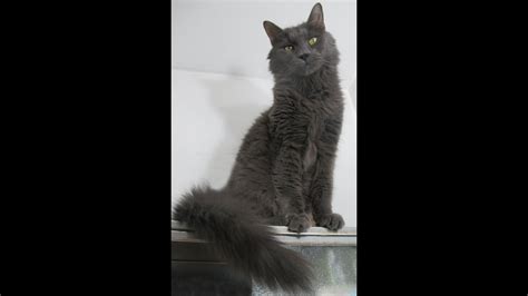 Misha Russian Blue Maine Coon Mix Youtube