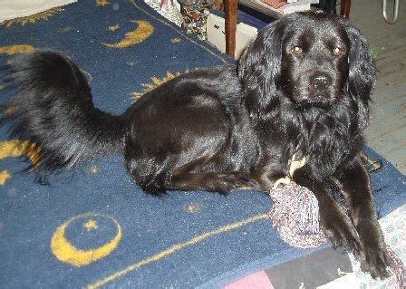 Cocker Spaniel With Long Hair Discover The Secret To Keeping Your Pup