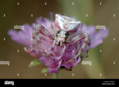 Pink crab spider hi-res stock photography and images - Alamy