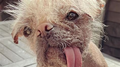Britains ugliest dog crowned and she is both ugly and cute at the