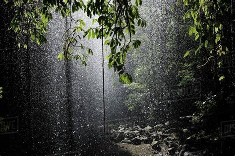 Rainforest Bellingen Australia Stock Photo Dissolve