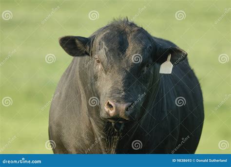 Black Angus Bull Stock Image | CartoonDealer.com #9838693