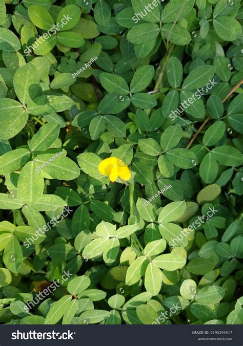 Arachis Duranensis Herb Found South America Stock Photo 2195294517