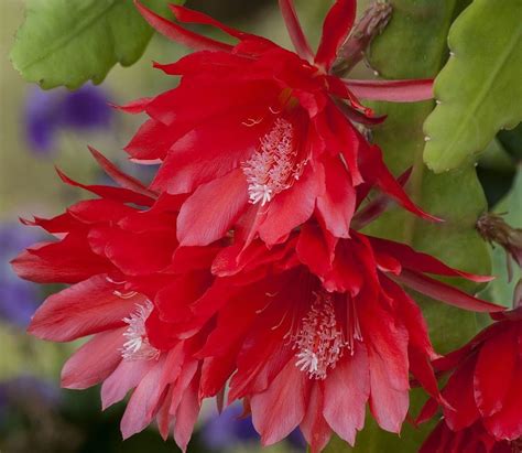 Amazon Hirt S Red Orchid Cactus Epiphyllum Ackermannii