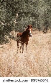 Naked Neck Rooster Chicken Feeding Paddy Stock Photo Shutterstock
