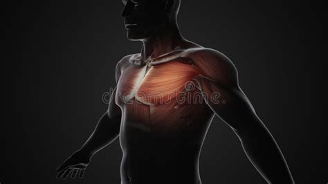 Pain And Injury In The Chest Pectoralis Muscles Stock Illustration