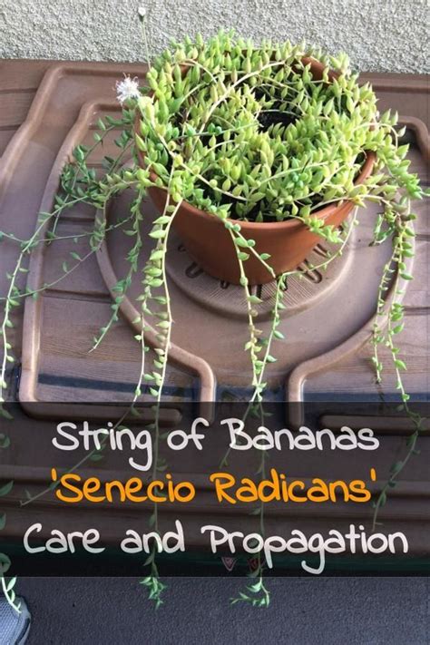 String Of Bananas Senecio Radicans Care Propagation Toxicity Artofit