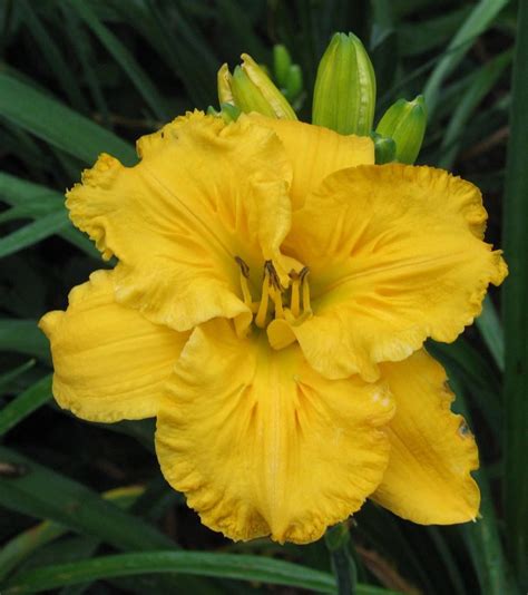 Daylily Hemerocallis Song Of The Empire In The Daylilies Database