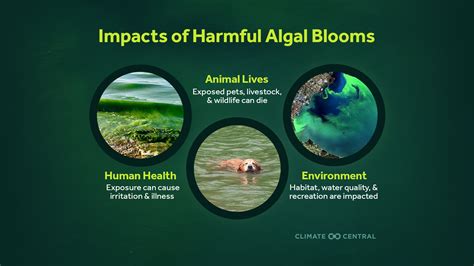 toxic algae blooms   changing climate climate central
