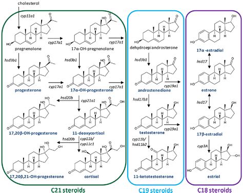 Figure 1 from Simultaneous determination of a suite of endogenous ... 