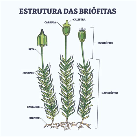 Principais Caracteristicas Das Briofitas - Estrutura das briófitas.