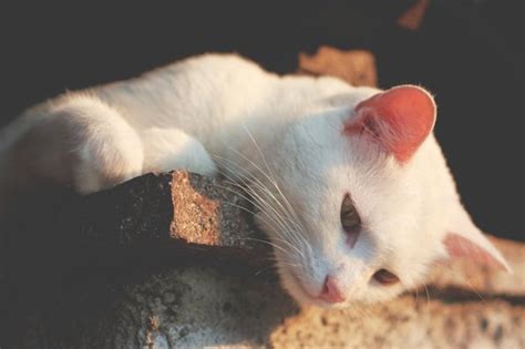 Albino Cats' Difference From White Cats