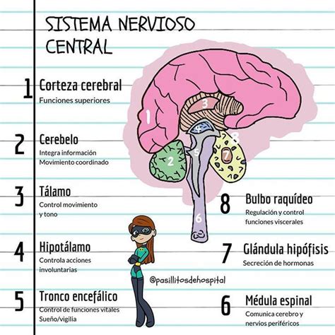 Mapa Sistema Nervioso Central Dinami Hot Sex Picture