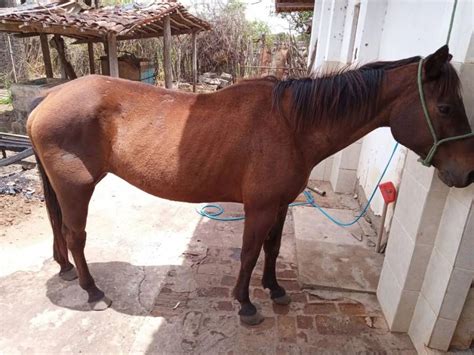 Pol Cia Acionada Ap S Mulher Flagrar Homem De Anos Mantendo