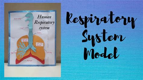 Respiratory System Model School Science Project Human Respiratory System Youtube